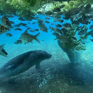 West African Manatees