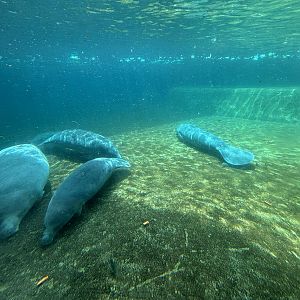 West African Manatees - the zoo has at least 7