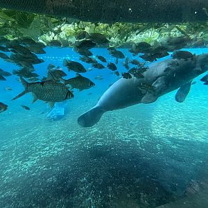 West African Manatee Exhibit