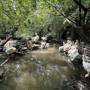 Pelican Exhibit