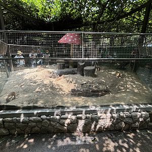 Meerkat Exhibit