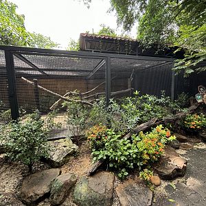Raccoon Exhibit