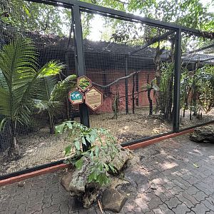 Red-bellied Macaw Aviary