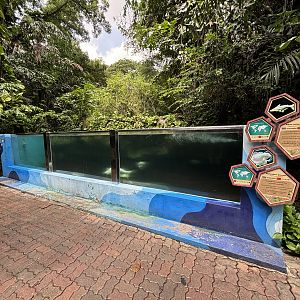 Albino Giant Gourami + Albino Striped Catfish Tank
