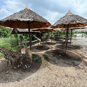 40+ on-show Giraffes