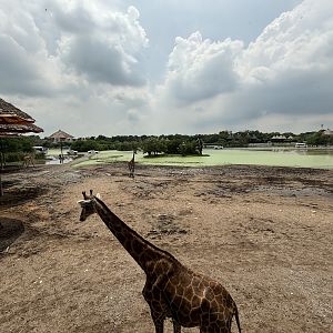 Massive Giraffe Exhibit