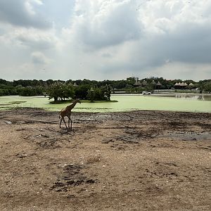 Massive Giraffe Exhibit