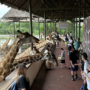 Giraffe Terrace - crazy popular!