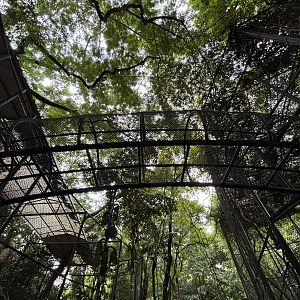 Leopard Exhibit - overhead walkway