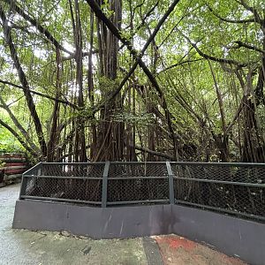 Pygmy Hippo Exhibit - under construction