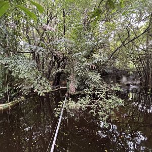 Hippo Pools - under construction
