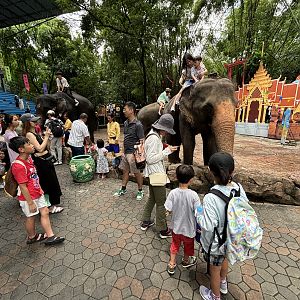 Asian Elephant Rides