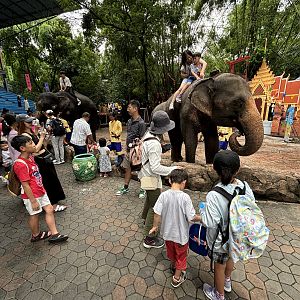 Asian Elephant Rides