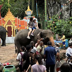 Asian Elephant Bedlam!