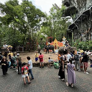 Asian Elephant Rides