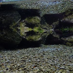 Paludarium for alpine newts