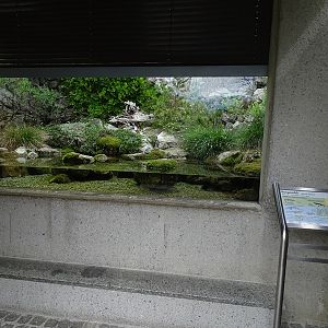Paludarium for alpine newts