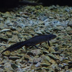 Alpine newt (Ichthyosaura alpestris)