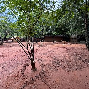 Camp Kangaroo - New in 2022