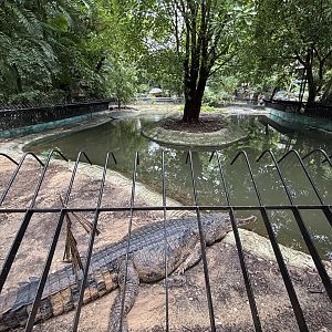 False Gharial Exhibit #2