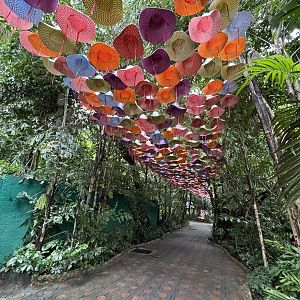 Beautiful Hat Walkway