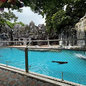 South American Fur Seal Exhibit