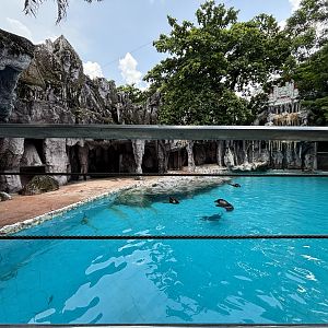 South American Fur Seal Exhibit