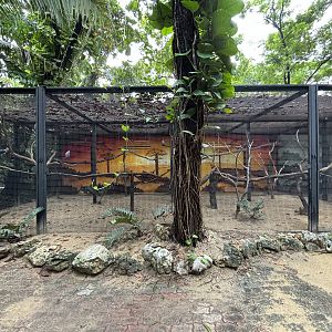 African Grey Parrot Aviary