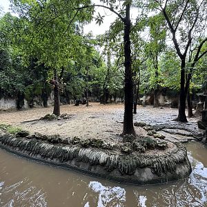 Malayan Tapir Exhibit