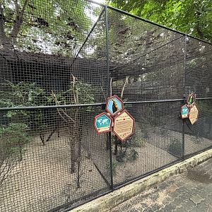 Lessser Vasa Parrot + Yellow-headed Amazon Aviaries