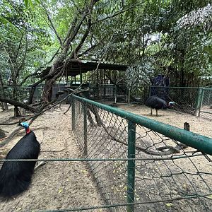 Cassowary Exhibits