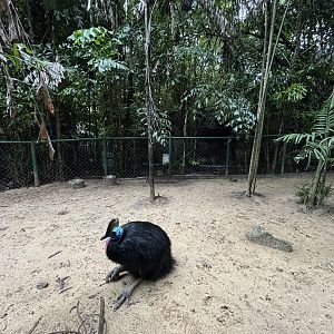 Cassowary Exhibit