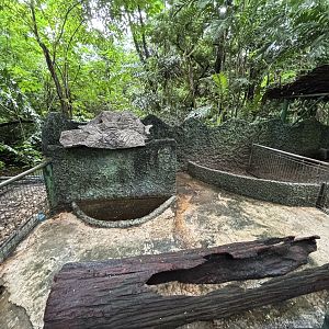African Created Porcupine Exhibits