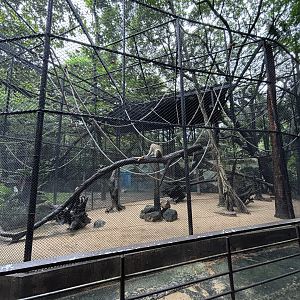 Green Monkey Exhibit