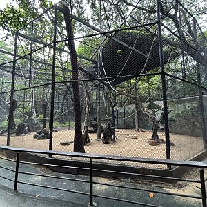 Green Monkey Exhibit