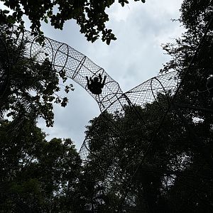 High Primate Trail - Colobus Monkey