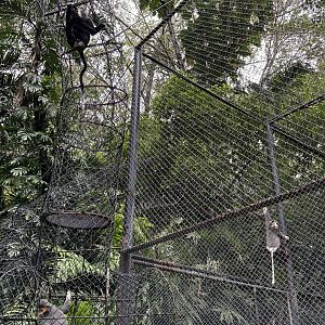 Colobus + Red-shanked Douc Langurs