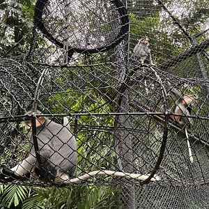 Red-shanked Douc Langurs