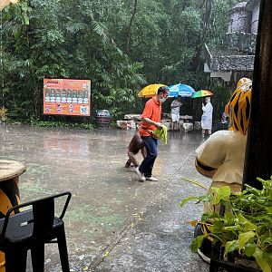 Orangutan with pants!