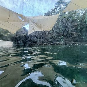 West African Manatee Exhibit