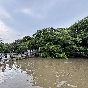 Rickety Bridge to Island