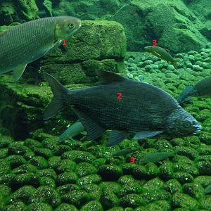 European freshwater fishes ID