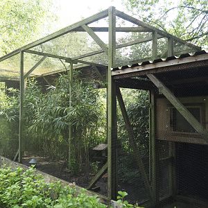 Golden pheasant aviary, 2024-05-11