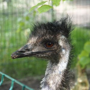Emu (Dromaius novaehollandiae), 2024-05-11