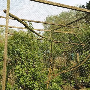 Barn owl aviary, 2024-05-11