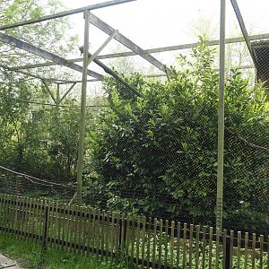 Laughing kookaburra aviary, 2024-05-11