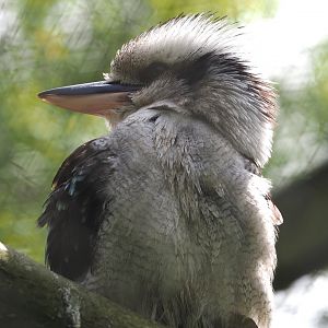 Laughing Kookaburra (Dacelo novaeguineae), 2024-05-11