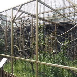 White tufted-ear marmoset exhibit, 2024-05-11