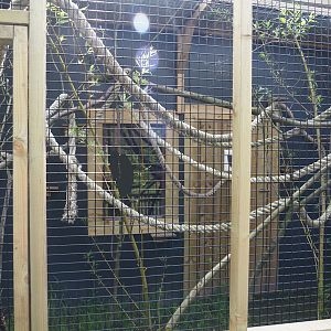 White tufted-ear marmoset exhibit, 2024-05-11