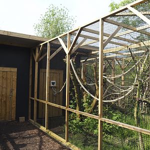 White tufted-ear marmoset exhibit, 2024-05-11